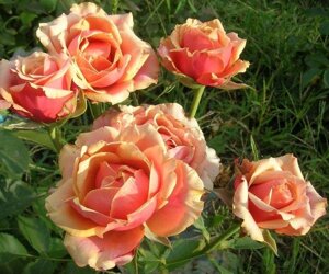 Саженцы чайно-гибридных роз Черри Бренди