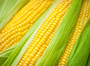 Гибриды семена Кукурузы (Pioneer, Singenta, Monsanto, NS, Limagrain)