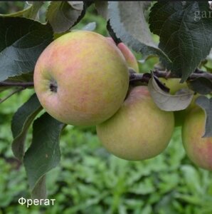 Яблоня трехсортовой Фрегат 1,6м., Беркутовское и Орловское полосатое четырехлетка ЗКС в контейнере