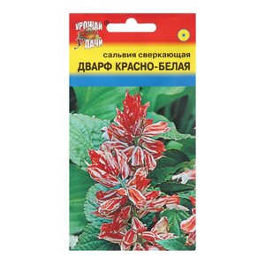 Семена цветов Сальвия "Дварф", Красно-белая, 0,03 г