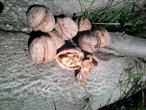 Семенные орехи с маточного дерева СИ1-7 крупные тонкокорые зимостойкие.