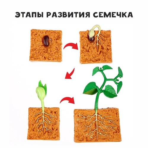 Обучающий набор «Этапы развития семечка» 4 фигурки
