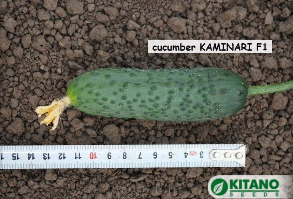 Огурец Каминари | KS 90 F1. 50 семян. Ранний партенокарпик, 10-12 см. Для теплиц в 1-2 оборотах от компании Агрошоп5 - фото 1