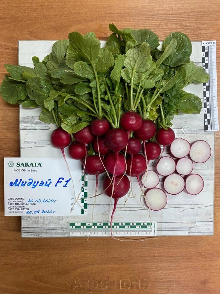 Редис Мидуэй F1. 250 г. 23 дня. Высокоурожайный ранний гибрид редиса с высоким выходом товарной продукции от компании Агрошоп5 - фото 1