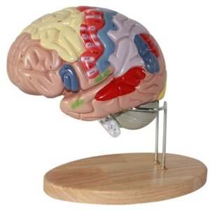 Модель головного мозга класса люкс, увеличение в 1,5 раза