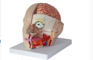 Модель головы с мозгом