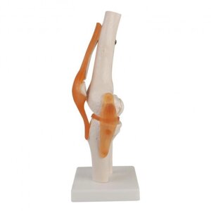 Модель коленного сустава