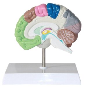 Модель правого полушария головного мозга с различными функциональными областями