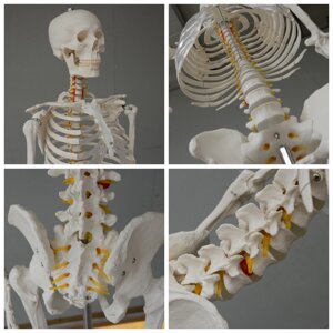 Модель скелета, 170 см