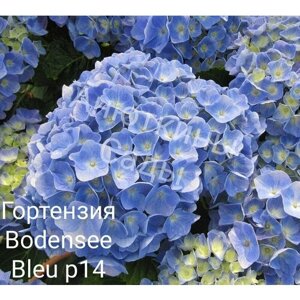 "Bodensee Blue"крупнолистная голубая гортензия ( горшок р14, 8/10 веток)