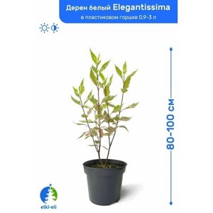 Дерен белый Элегантиссима 80-100 см в пластиковом горшке 3-5 л, саженец, лиственное живое растение