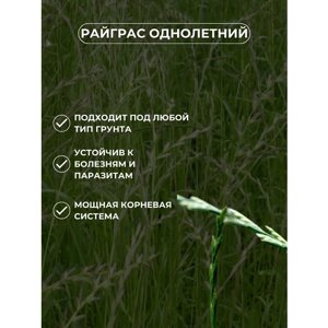 Газонная трава семена Райграс однолетний 3кг, Зеленый Метр