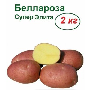Картофель "Беллароза", 2 кг, семенной, селекционный, крупноплодный, раннеспелый, очень урожайный. Кожура плодов красного цвета, мякоть желтая