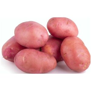 Картофель "Розара", 2 кг, в сетке, семенной, цвет красный, скороспелый, отличается высокой урожайностью и отменным вкусом. Клубни ровные и крепкие