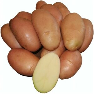 Картофель Розара, в сетке 2 кг, не требователен в уходе, очень вкусный, легко высаживается, обладает отличительным красным цветом.