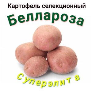 Картофель семенной беллароза клубни 3 кг