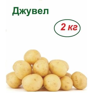 Картофель семенной Джувел, 2 кг, ранний, многоклубневый, желтый, вкусный, долгохранящийся, со стойким иммунитетом к большинству заболеваний