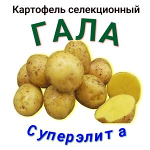 Картофель семенной гала клубни 2 кг