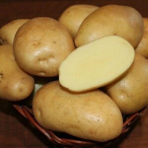 Картофель семенной Гулливер (2 кг)