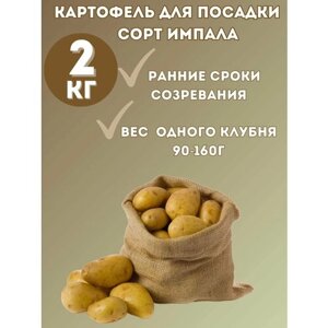 Картофель семенной "Импала" 2 кг