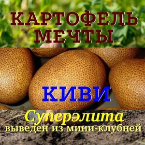 Картофель семенной киви клубни суперэлита 2 кг