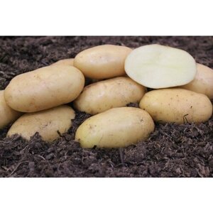 Картофель семенной Конкурент (2 кг)