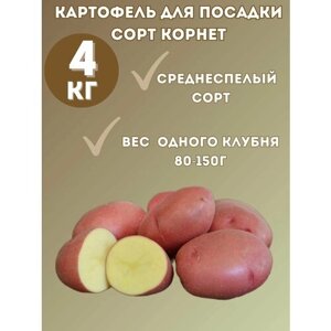 Картофель семенной Корнет 4 кг