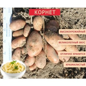 Картофель семенной Корнет (суперэлита) (4 кг) Хранение, пюре