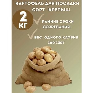 Картофель семенной Крепыш 2 кг