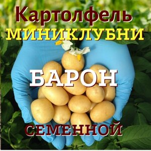 Картофель семенной миниклубни высшая категория сорт барон селекционный