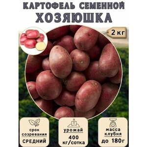 Картофель семенной на посадку Хозяюшка (суперэлита) 2 кг Средний