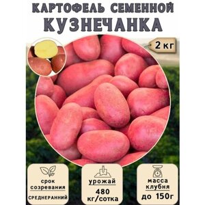 Картофель семенной на посадку Кузнечанка (суперэлита) 2 кг Среднеранний