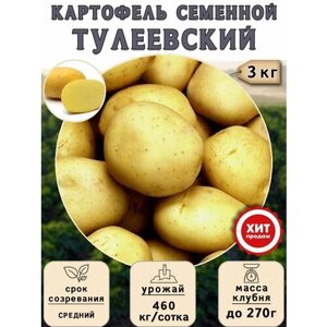 Картофель семенной на посадку Тулеевский (суперэлита) 3 кг Средний