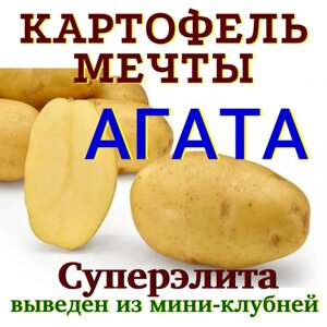Картофель семенной селекционный сортовой агата клубни суперэлита 3 кг