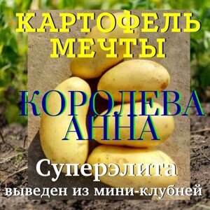 Картофель семенной селекционный сортовой Королева анна клубни 1 кг