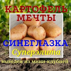 Картофель семенной селекционный сортовой Синеглазка клубни 1 кг