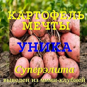 Картофель семенной селекционный уника клубни суперэлита 5 кг