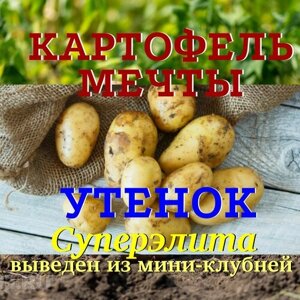 Картофель семенной селекционный утенок клубни суперэлита 2 кг