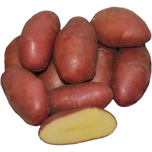 Картофель семенной сорт Ред Скарлетт (суперэлита) (4 кг)