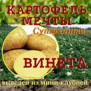 Картофель семенной винета (Адретта) клубни 2 кг