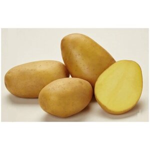 Картофель сорта "Джувел", в сетке 2 кг, суперранний семенной, цвет желтый, устойчив к высаживанию в непрогретую почву, срок созревания равен 50 дням