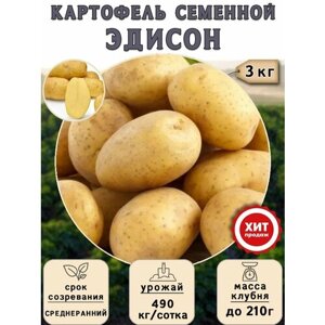 Клубни картофеля на посадку Эдисон (суперэлита) 3 кг Среднеранний
