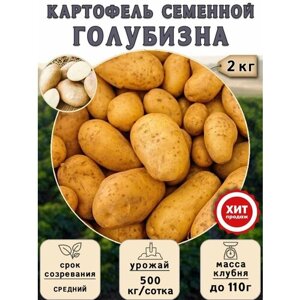 Клубни картофеля на посадку Голубизна (суперэлита) 2 кг Средний