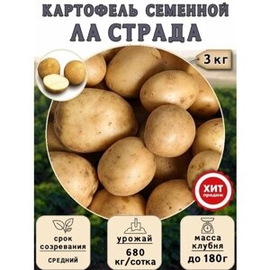 Клубни картофеля на посадку Ла Страда (суперэлита) 3 кг Средний
