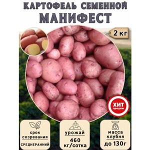 Клубни картофеля на посадку, Манифест, суперэлита) 2 кг Среднеранний