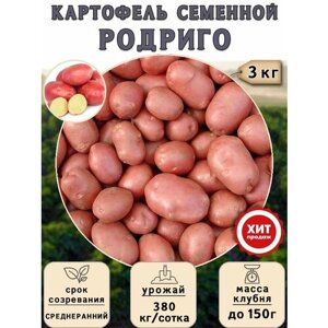 Клубни картофеля на посадку Родриго (суперэлита) 3 кг Среднеранний