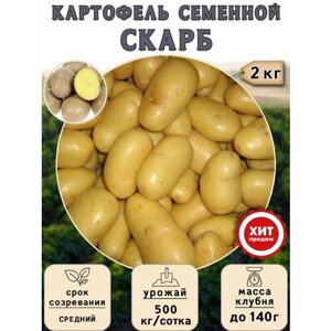 Клубни картофеля на посадку Скарб (суперэлита) 2 кг Средний