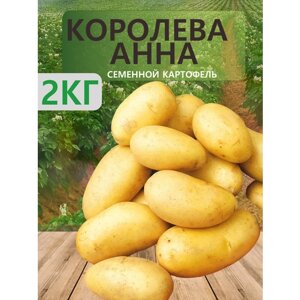 "Королева Анна"Семенной картофель "Суперэлита", 2 кг
