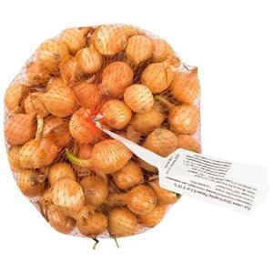 Лук-севок "Штутгартер ризен" 0,5 кг: сорт отличается от множества аналогичных подвидов размерами луковиц. При разумном уходе вырастают до 250 грамм