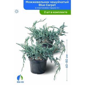 Можжевельник чешуйчатый Blue Carpet (Блю Карпет) 60-80 см в пластиковом горшке С3, саженец, хвойное живое растение, комплект из 2 шт